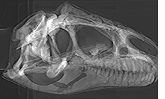 skull analysis